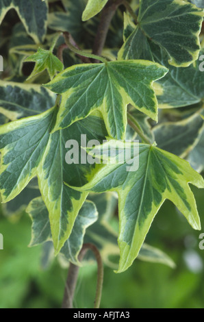 Hedera helix 'Golden Ripple'. Ivy Stock Photo - Alamy