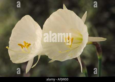 Narcissus 'Taffeta'. Division ten 10 daffodil Bulbocodium. Stock Photo