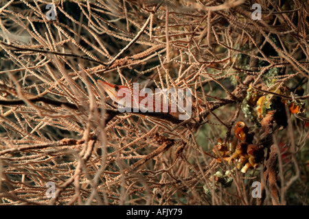 Maldives Baa Atoll Muta Fushi A Longnose Hawkfish Oxycirrhites Typus Hiding In A Frondy Black Coral Antipathes Sp Bush Stock Photo