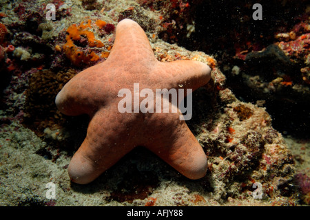 Puffy Granulated Sea Star (Choriaster granulatus) clings to a rock Stock Photo