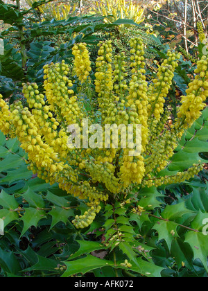 Mahonia x media Lionel Fortescue Evergreen garden flowering shrub for winter flowers Scented Stock Photo