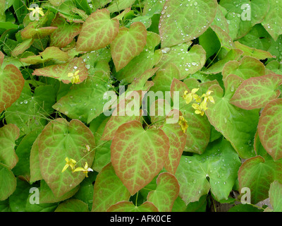 Epimedium perralderianum Ground cover with evergreen foliage Stock Photo