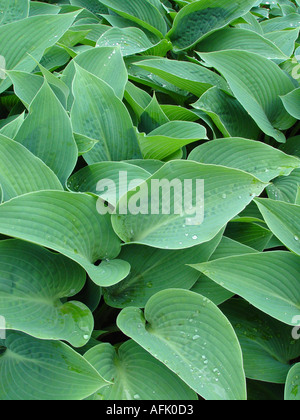 Hosta Halcyon steel silver grey blue foliage on garden groundcover plant Stock Photo