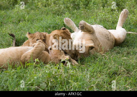 four lion cubs playing in the grass at the Ngorongoro Conservation Area
