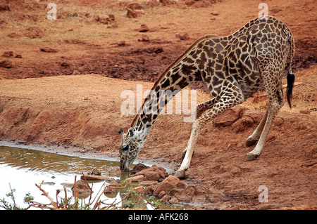 A Masai Giraffe drinking at one of the water holes in Tsavo West National Park Kenya . Stock Photo
