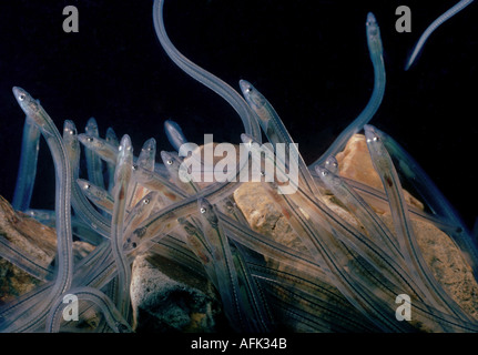 Transparent elvers of common eel Stock Photo