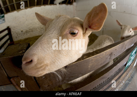 Goat In barn with eye contact. Stock Photo