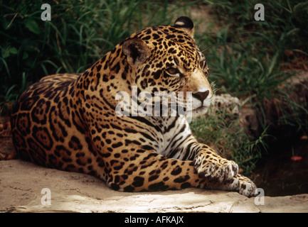 Jaguar (Panthera Onca) - BOLIVIA Stock Photo