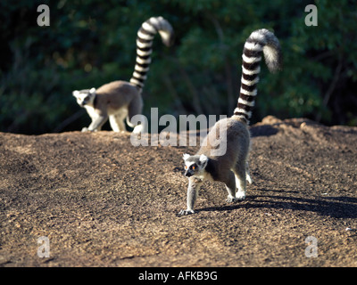 Two Ring-tailed Lemurs (Lemur catta) cross a large rock in the Anja Park in the late afternoon. Stock Photo
