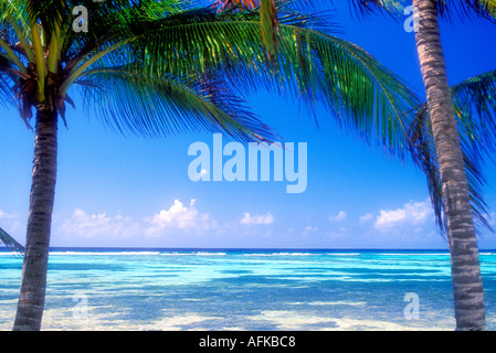 View of horizon from between palm trees on the island of Grand Cayman in the Caribbean Stock Photo