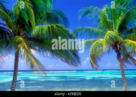 View of palm trees and ocean horizon on the island of Grand Cayman in the Cayman Islands Caribbean Stock Photo