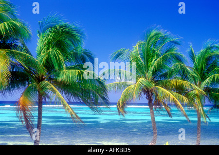 Palm trees and ocean horizon on the island of Grand Cayman in the Cayman Islands Caribbean Stock Photo