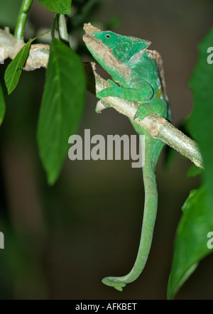 A brightly-coloured green chameleon. Stock Photo