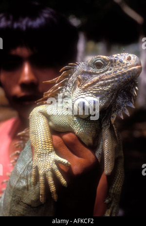 Man holding iguana in Yucatan Mexico Model Released Image Stock Photo