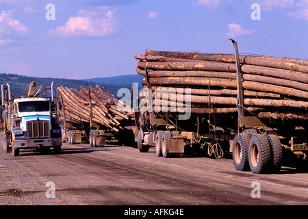 Loaded Logging Trucks waiting to dump Logs at a Log Yard in British Columbia Canada Stock Photo
