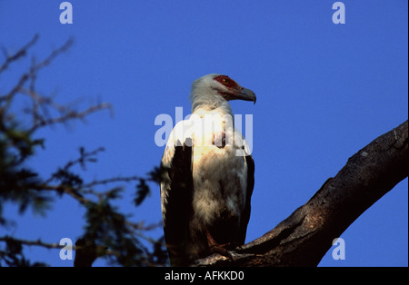 Gypohierax angolensis, Palmnut Vulture Stock Photo
