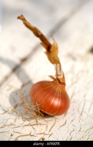 One Onions Onion Stuttgarter variety flat onion Stock Photo