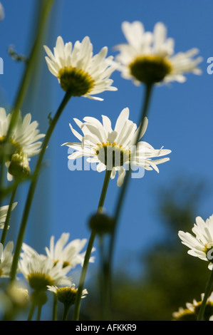 White Oxeye Daisy (leucanthemum vulgare) against deep blue sky, Stock Photo
