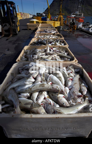 Fish at the harbour in Bolungarvik in west fjords of Iceland Stock ...