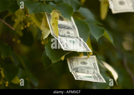 A photograph illustrating the opposite of the phrase money doesn t grow on trees Stock Photo