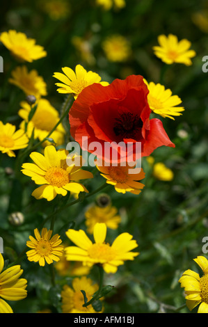 A vibrant display of wildflowers.  A single, striking red common poppy stands out amidst a cluster of bright yellow corn marigolds. Stock Photo