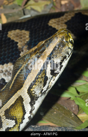 Indian Python, Queensland, Australia, Stock Photo