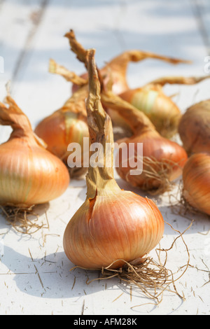 Onions Onion Stuttgarter variety flat onion Stock Photo