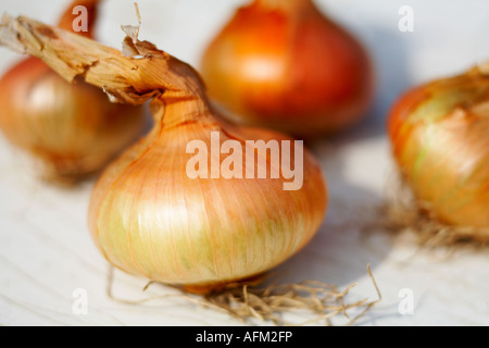 Onions Onion Stuttgarter variety flat onion close up view shallow depth of field Stock Photo