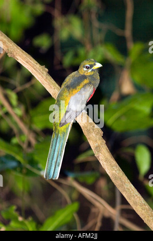 Narina trogon Apaloderma narina in the Kilombero Valley Tanzania Stock Photo