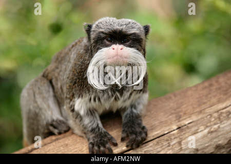 A single adult Emperor Tamarin monkey (Saguinus imperator) looking directly at the camera Stock Photo