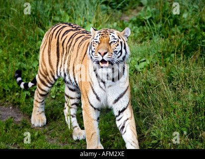 Panthera tigris altaica Stock Photo