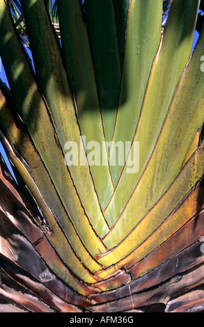 Close-up of Travelers Palm, symbol of the country, Madagascar Stock Photo