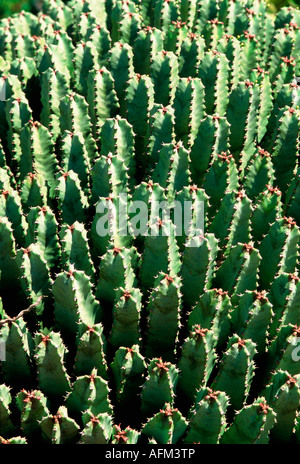 Close up of green columnar cacti Stock Photo