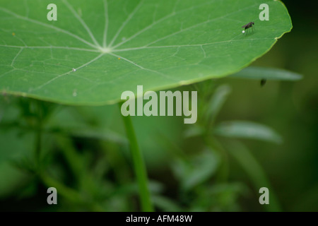 Fly on leaf of Nasturtium Stock Photo