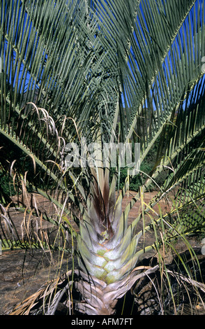 Travelers Palm, symbol of the country, Madagascar Stock Photo