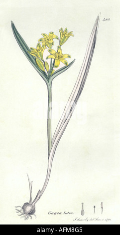 botany, Yellow Star-of-Bethlehem (Gagea lutea), engraving, 1794, by James Sowerby, 'English Botany', 1790 - 1814, London, Stock Photo