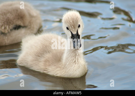 Black swan cygnet Cygnus atratus Stock Photo