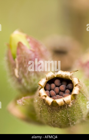 Red Campion, Silene dioica, close up of seed pod Stock Photo