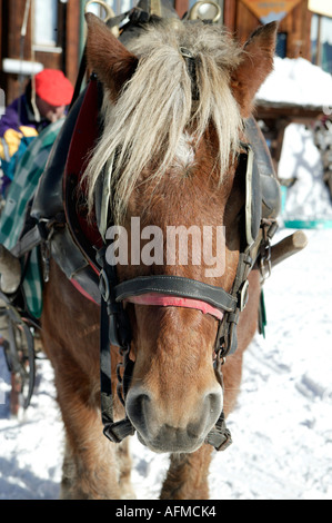 Traditional horse and cart, Avoriaz, Portes de Soleil, Alps, France, Europe Stock Photo