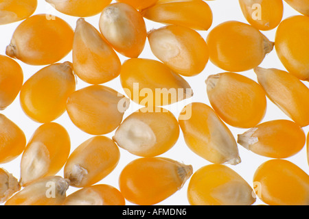 Maize kernels on white background, full frame, close-up, corn ears, grain of corn, popcorn Stock Photo