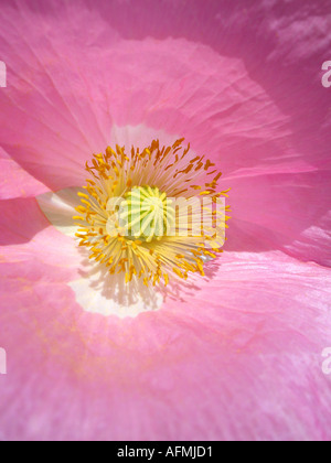 poppy Mohn Stock Photo