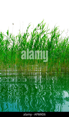 reed in water Schilf im Wasser Stock Photo