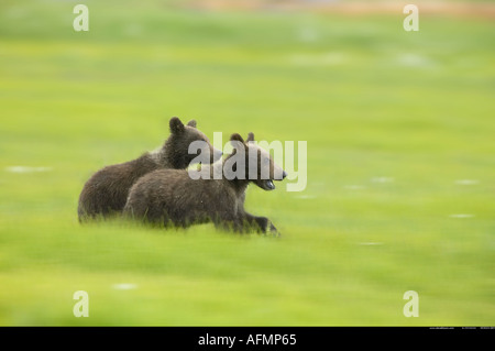Two juvenile Brown Bears laying Katmai National Park Alaska Stock Photo
