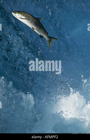 Salmon swimming up waterfall to spawning grounds Brooks Falls Alaska Stock Photo