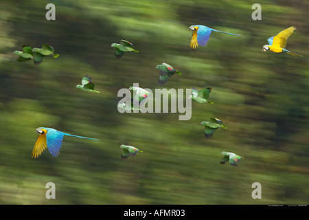 Blue and Yellow Macaws and green Parrots in flight Tambopata River Peru Stock Photo