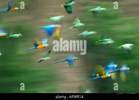 Blue Yellow Macaws and green Parrots in flight Tambopata River Peru Stock Photo