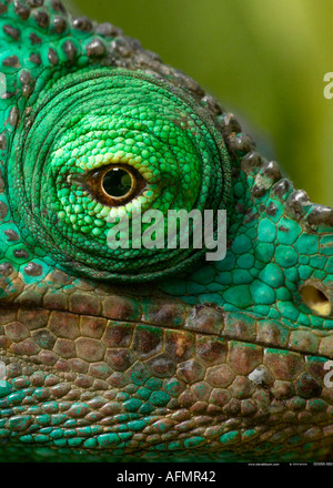 Close up of the eye of a Parson s chameleon Perinet Madagascar Stock Photo