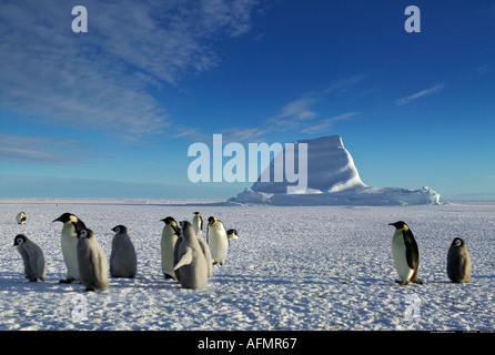 Emperor penguins and their young Cape Washington Antarctica Stock Photo