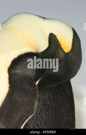 Emperor penguin asleep Cape Washington Antarctica Stock Photo