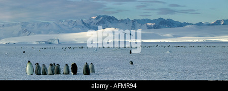 Emperor penguin colony Cape Washington Antarctica Stock Photo